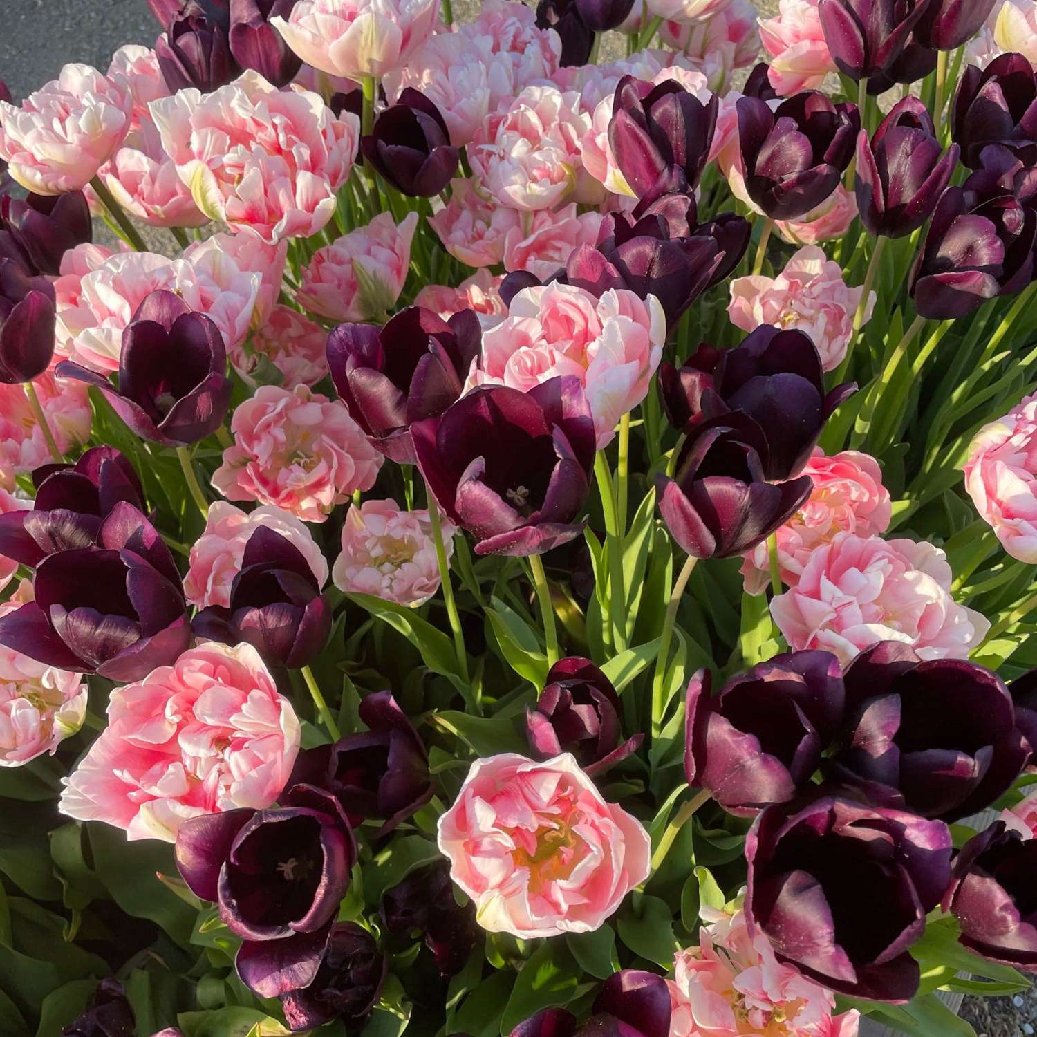 Mélange de tulipes 'Isabella'